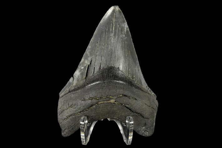 Serrated, Fossil Megalodon Tooth - Georgia #114617
